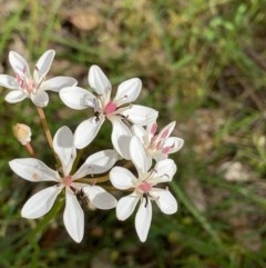 Burchardia umbellata (Milkmaids) at Springdale Heights, NSW - 10 Nov 2020 by PaulF