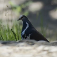 Leucosarcia melanoleuca (Wonga Pigeon) at Goobarragandra, NSW - 10 Nov 2020 by trevsci