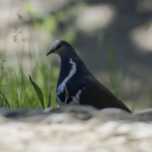 Leucosarcia melanoleuca at Goobarragandra, NSW - 10 Nov 2020