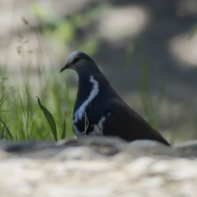 Leucosarcia melanoleuca (Wonga Pigeon) at Kosciuszko National Park - 10 Nov 2020 by trevsci