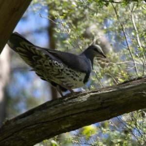 Leucosarcia melanoleuca at Goobarragandra, NSW - 10 Nov 2020 02:23 PM