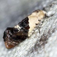 Hypertropha chlaenota (A Gelechioid moth) at O'Connor, ACT - 10 Nov 2020 by ibaird