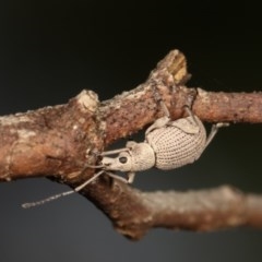 Merimnetes oblongus (Radiata pine shoot weevil) at Bruce, ACT - 8 Nov 2020 by kasiaaus