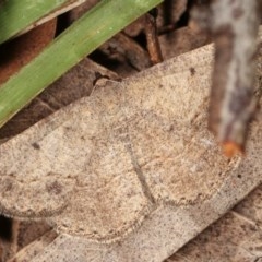 Taxeotis intextata (Looper Moth, Grey Taxeotis) at Bruce Ridge - 8 Nov 2020 by kasiaaus