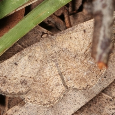 Taxeotis intextata (Looper Moth, Grey Taxeotis) at Bruce, ACT - 9 Nov 2020 by kasiaaus