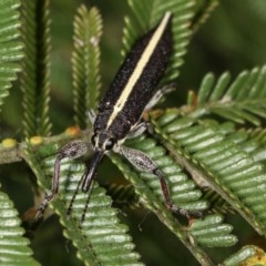 Rhinotia suturalis (Belid weevil) at Bruce, ACT - 9 Nov 2020 by kasiaaus