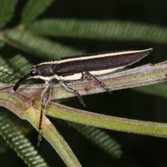 Rhinotia suturalis at Bruce, ACT - 9 Nov 2020