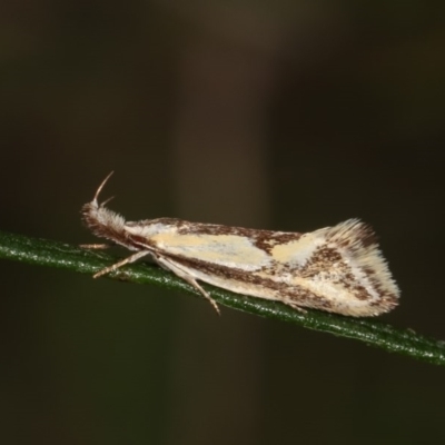 Thema macroscia (A concealer moth) at Bruce, ACT - 8 Nov 2020 by kasiaaus