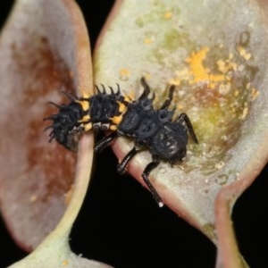 Harmonia conformis at Bruce, ACT - 9 Nov 2020