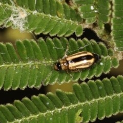 Monolepta froggatti (Leaf beetle) at Bruce Ridge to Gossan Hill - 8 Nov 2020 by kasiaaus