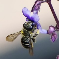 Pseudoanthidium (Immanthidium) repetitum (African carder bee) at Page, ACT - 10 Nov 2020 by dimageau