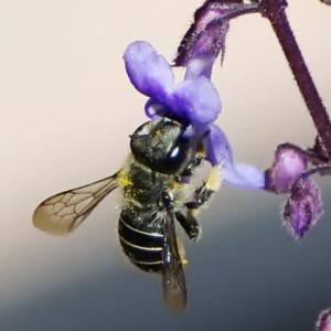 Pseudoanthidium (Immanthidium) repetitum at Page, ACT - 11 Nov 2020 09:53 AM