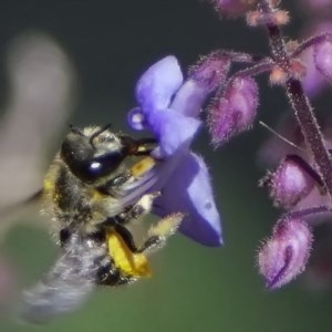 Pseudoanthidium (Immanthidium) repetitum at Page, ACT - 11 Nov 2020 09:53 AM