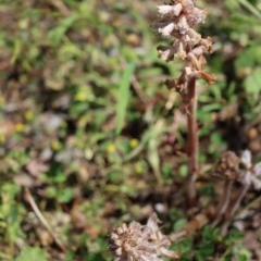 Orobanche minor (Broomrape) at Gundaroo, NSW - 10 Nov 2020 by Gunyijan