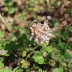 Orobanche minor at Gundaroo, NSW - 10 Nov 2020 12:55 PM