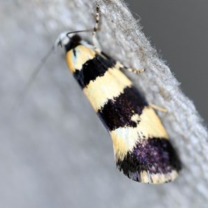 Telecrates melanochrysa at O'Connor, ACT - 10 Nov 2020