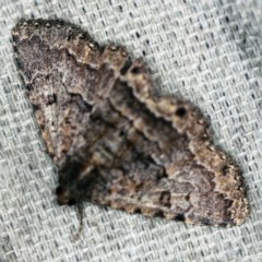 Diatenes aglossoides (An Erebid Moth) at O'Connor, ACT - 10 Nov 2020 by ibaird