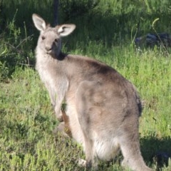 Macropus giganteus (Eastern Grey Kangaroo) at Conder, ACT - 20 Oct 2020 by MichaelBedingfield