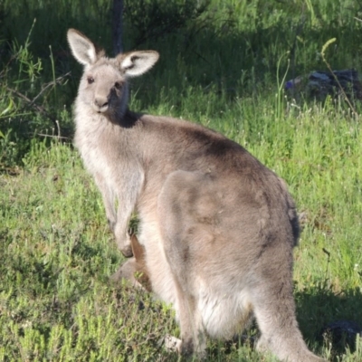 Macropus giganteus (Eastern Grey Kangaroo) at Conder, ACT - 20 Oct 2020 by michaelb