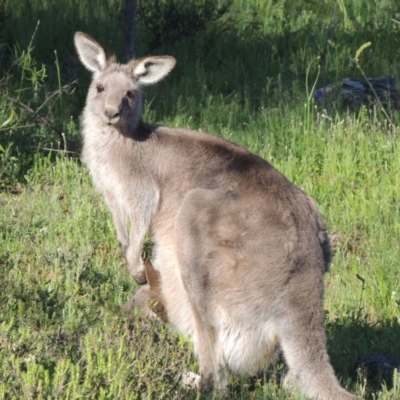 Macropus giganteus (Eastern Grey Kangaroo) at Conder, ACT - 20 Oct 2020 by MichaelBedingfield