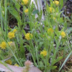 Triptilodiscus pygmaeus (Annual Daisy) at Conder, ACT - 20 Oct 2020 by michaelb