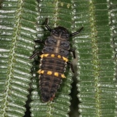 Harmonia conformis (Common Spotted Ladybird) at Bruce, ACT - 8 Nov 2020 by kasiaaus