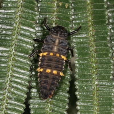 Harmonia conformis (Common Spotted Ladybird) at Bruce Ridge to Gossan Hill - 8 Nov 2020 by kasiaaus