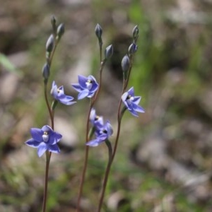 Thelymitra sp. at Cook, ACT - 21 Oct 2020