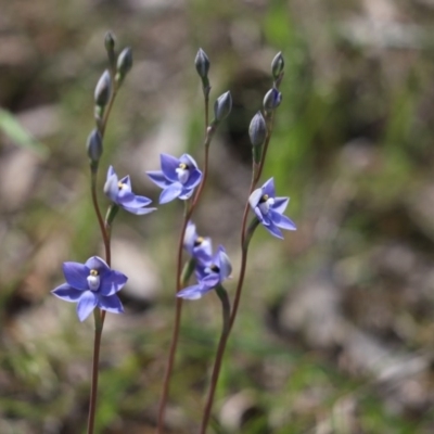 Thelymitra sp. (A Sun Orchid) at Mount Painter - 21 Oct 2020 by Tammy
