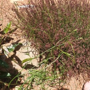 Wahlenbergia multicaulis at Gundaroo, NSW - 11 Nov 2020