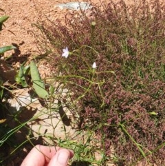 Wahlenbergia multicaulis at Gundaroo, NSW - 11 Nov 2020 01:30 PM