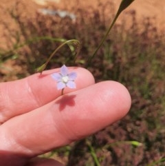 Wahlenbergia multicaulis at Gundaroo, NSW - 11 Nov 2020 01:30 PM