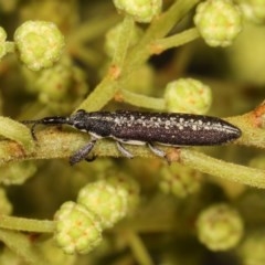 Rhinotia sp. (genus) (Unidentified Rhinotia weevil) at Bruce, ACT - 9 Nov 2020 by kasiaaus