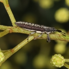 Rhinotia sp. (genus) at Bruce, ACT - 9 Nov 2020