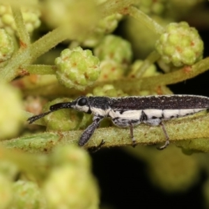 Rhinotia sp. (genus) at Bruce, ACT - 9 Nov 2020