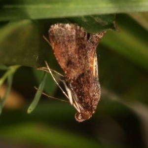 Pyralidae (family) at Bruce, ACT - 9 Nov 2020