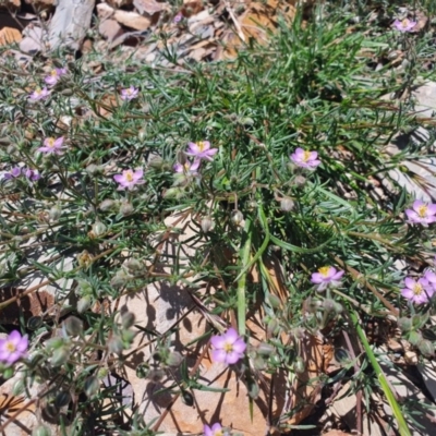 Spergularia rubra (Sandspurrey) at Gundaroo, NSW - 10 Nov 2020 by Gunyijan