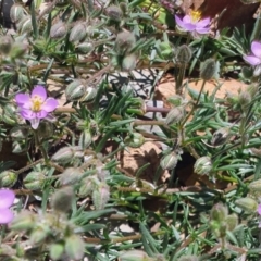 Spergularia rubra at Gundaroo, NSW - 10 Nov 2020