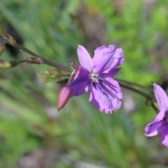 Arthropodium fimbriatum (Nodding Chocolate Lily) at Dryandra St Woodland - 10 Nov 2020 by ConBoekel