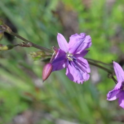 Arthropodium fimbriatum (Nodding Chocolate Lily) at Dryandra St Woodland - 10 Nov 2020 by ConBoekel