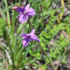 Arthropodium fimbriatum at O'Connor, ACT - 10 Nov 2020 11:01 AM