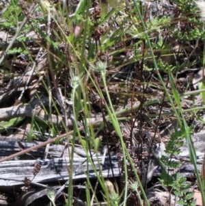 Arthropodium fimbriatum at O'Connor, ACT - 10 Nov 2020 11:01 AM