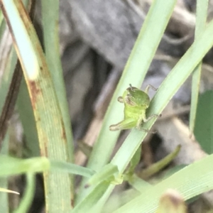 Praxibulus sp. (genus) at Bruce, ACT - 10 Nov 2020