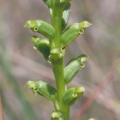 Microtis parviflora (Slender Onion Orchid) at O'Connor, ACT - 9 Nov 2020 by ConBoekel