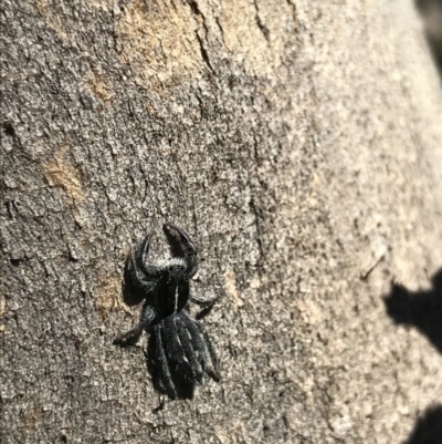 Ocrisiona sp. (genus) (Unidentified wasp mimic) at Flea Bog Flat, Bruce - 10 Nov 2020 by MattFox