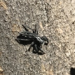 Ocrisiona sp. (genus) at Bruce, ACT - 10 Nov 2020