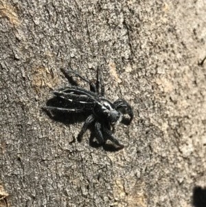 Ocrisiona sp. (genus) at Bruce, ACT - 10 Nov 2020