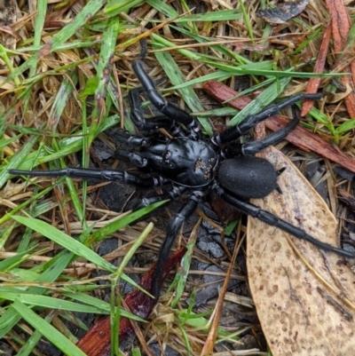 Atrax yorkmainorum (Funnel-web spider) at Cotter River, ACT - 7 Nov 2020 by ABelley