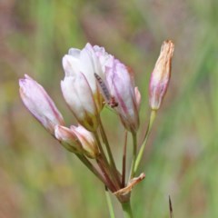 Nothoscordum borbonicum (Onion Weed) at Dryandra St Woodland - 9 Nov 2020 by ConBoekel