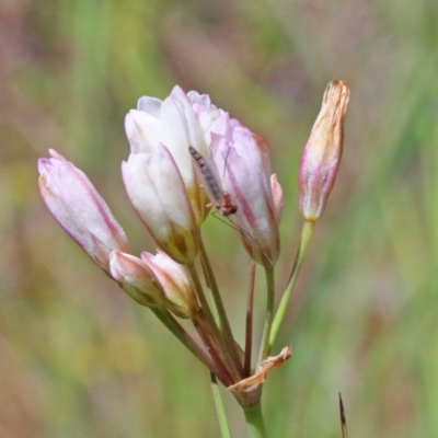 Nothoscordum borbonicum (Onion Weed) at O'Connor, ACT - 9 Nov 2020 by ConBoekel